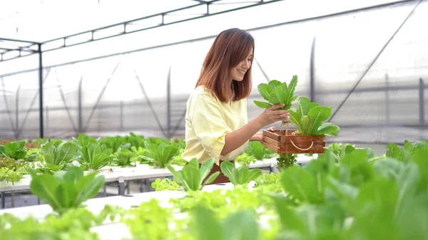 Porträtt Asiatisk Kvinna Som Skördar Färska Grönsaker Hydro Farm — Stockfoto