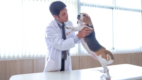Veterinarian Doctor Labrador Puppy Vet Ambulance — Stock Photo, Image