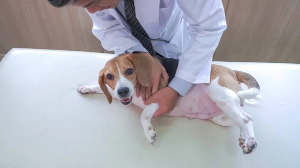 Veterinarian Doctor Labrador Puppy Vet Ambulance — Stock Photo, Image