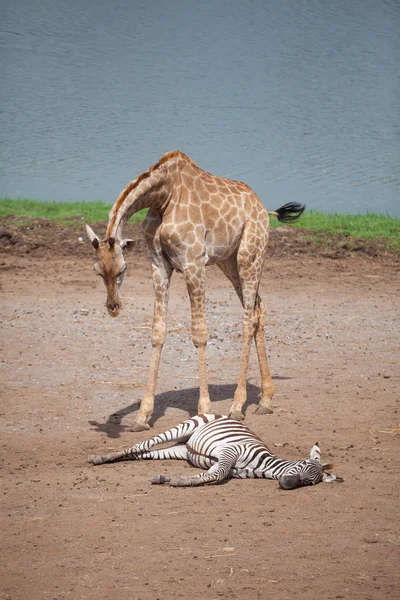 Żyrafy i zebry — Zdjęcie stockowe