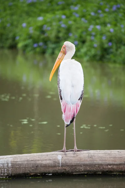 Dalmatiner-Pelikan — Stockfoto