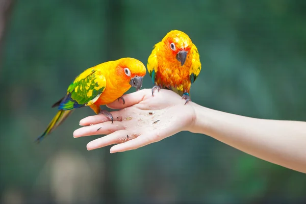 Кормление разноцветных попугаев — стоковое фото