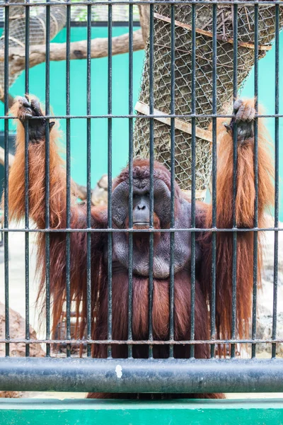 Monkey in the cage — Stock Photo, Image