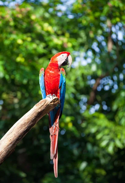 Arara colorida — Fotografia de Stock