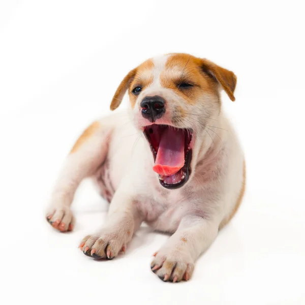 Puppy hondje — Stockfoto