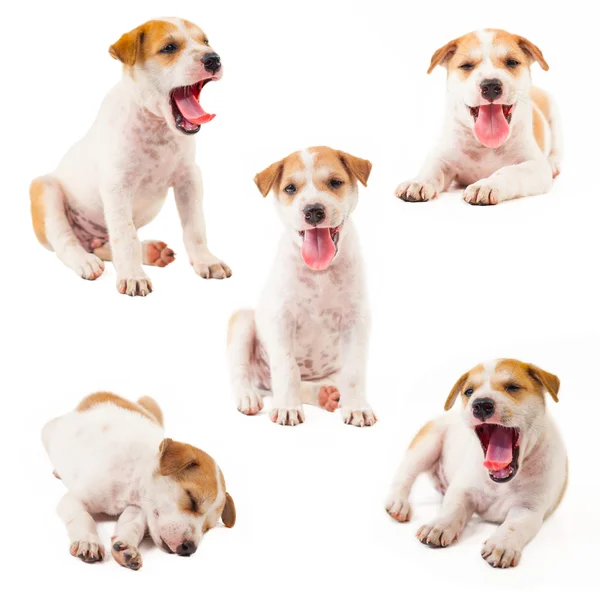 Puppy Dog Collection — Stock Photo, Image