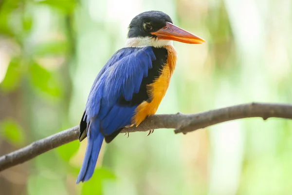 Hermoso pájaro pescador real azul — Foto de Stock