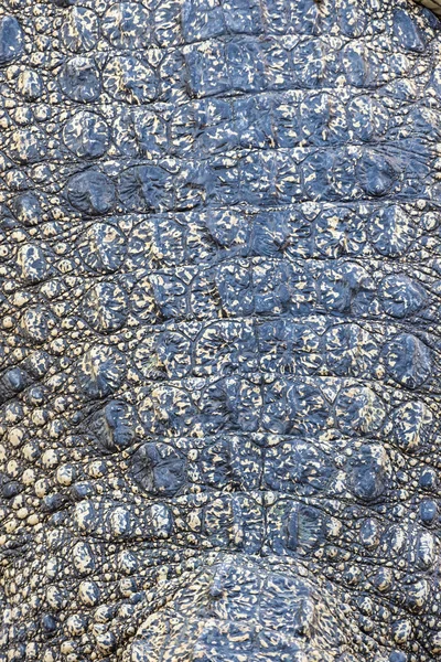 Crocodile skin texture