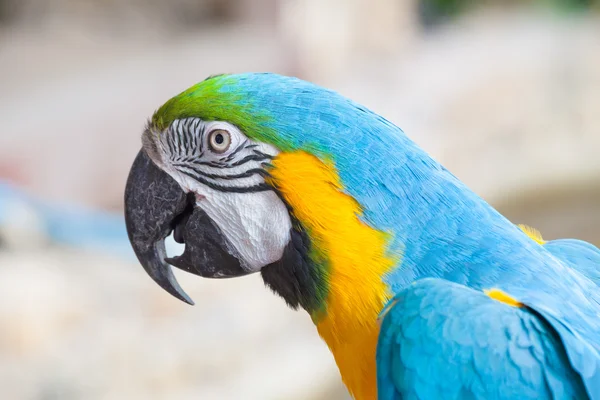 Guacamayo colorido — Foto de Stock