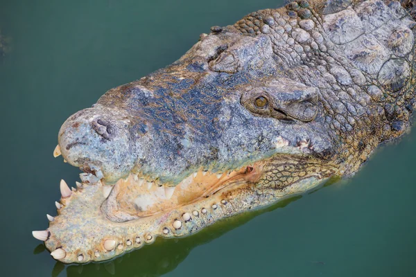 Crocodilo com boca aberta descansando — Fotografia de Stock