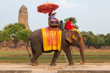 Ayutthaya - Aralık 14, 2014:Elephant doğal bir ro yürüyor