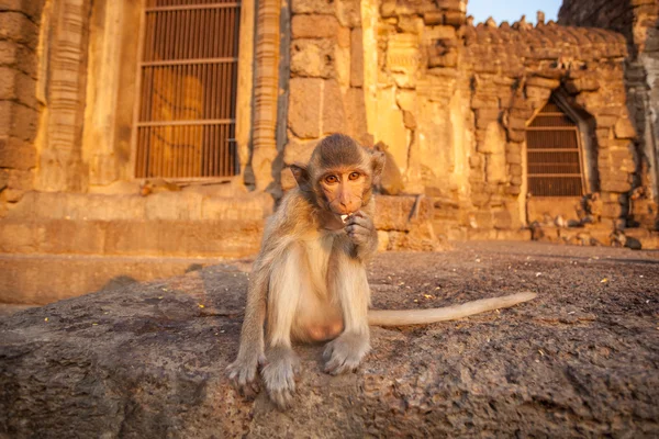 태국 사원에서 아기 원숭이 — 스톡 사진