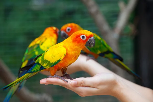 Nourrir les perroquets colorés — Photo