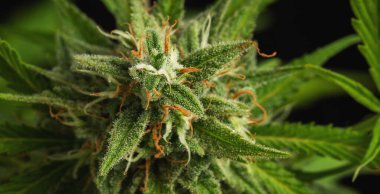 Esrar tomurcukları koyu bir arka planda yakın plan çeker. Olgun marihuana çalısı.