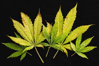 background of of incomplete marijuana leaves and sick with characteristics edge of the leaf that burns or rust. clipart