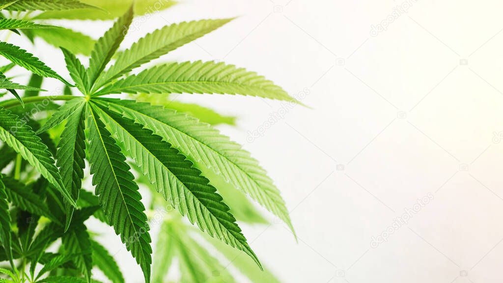 Marijuana leaves, cannabis on a white background, beautiful background, indoor cultivation. With copy space