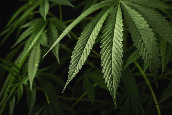 Марихуана листья, конопля на темном фоне, красивый фон, выращивание в помещении.