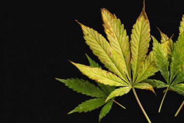 copy space background of of incomplete marijuana leaves and sick with characteristics edge of the leaf that burns or rust clipart