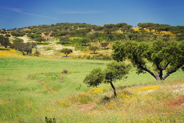 güzel manzara ağaçlar ve dağlar Portekiz