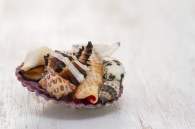 Deniz kabuğu Beyaz ahşap arka plan