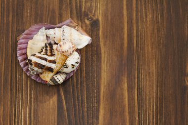 deniz kabuk kahverengi ahşap arka plan