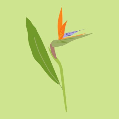 Yeşil arkaplanda basit bir vektör illüstrasyon çiçeği Strelitzia