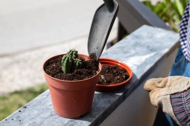 Balkonda çiçek yetiştiren kaktüsler. 