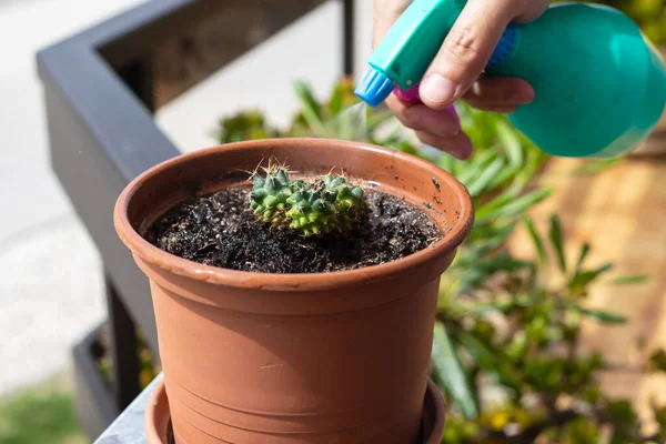 Balkonda çiçek yetiştiren kaktüsler. 