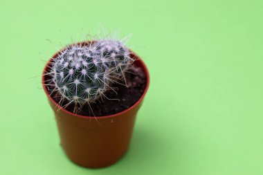Yeşil arka planda plastik kapta küçük kaktüsler.