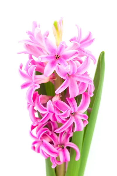 Hyacinth em fundo branco — Fotografia de Stock