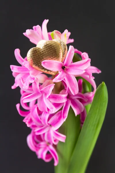 Hyacinth se srdíčky — Stock fotografie