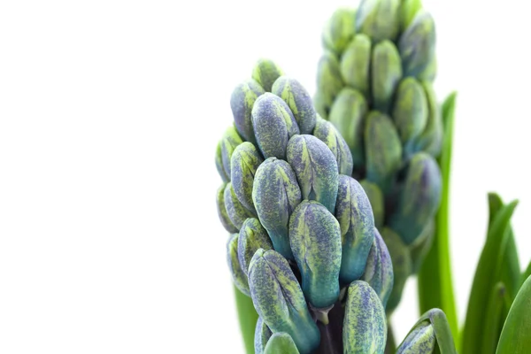 Hyacinth on white background — Stock Photo, Image