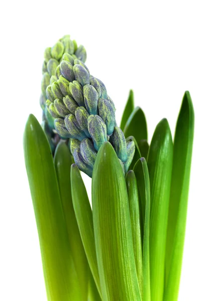 Hyacinth on white background — Stock Photo, Image