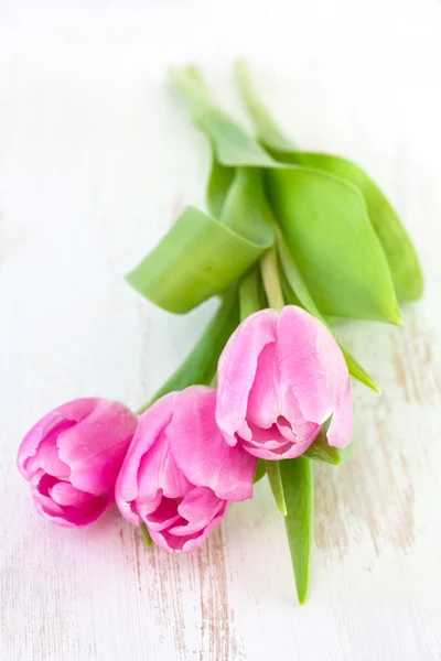 Pink tulips — Stock Photo, Image