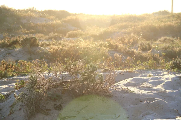 Bitkilerle'nde günbatımı kum — Stok fotoğraf