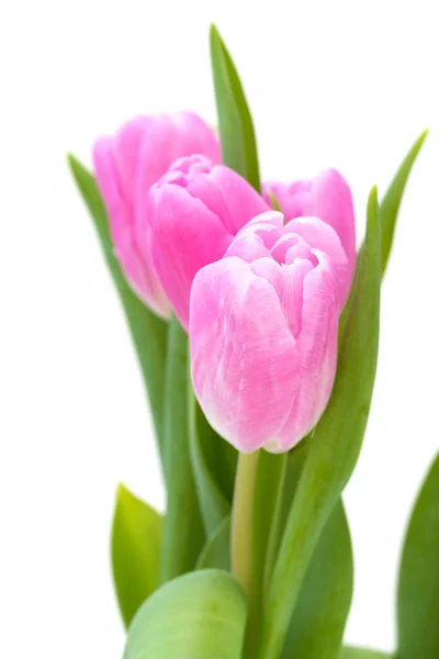 Pink tulips on white background Stock Photo