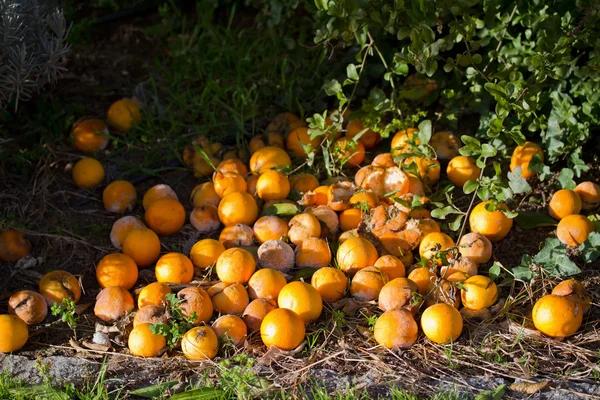 Naranjas viejas —  Fotos de Stock