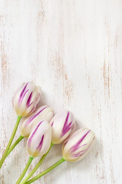 Tulips on white background — Stock Photo, Image