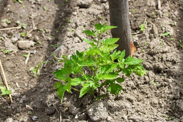 Growing tomato in ground — Stock Photo, Image