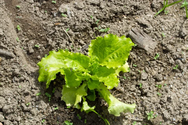 Growing lettuce in garden — Stock Photo, Image