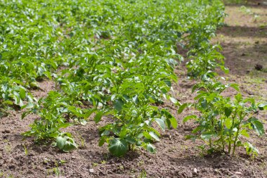 Beyaz ahşap zemin üzerinde çanak somon füme