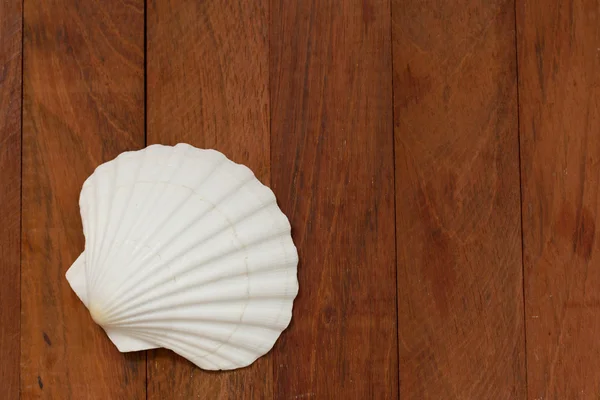 Shell on brown wooden background — Stock Photo, Image