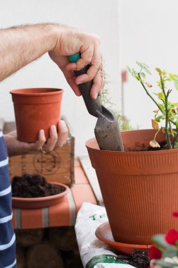 Balkonda plastik bir kap üzerinde adam genç dikim gül