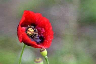 Dev kırmızı gelincik tarlada