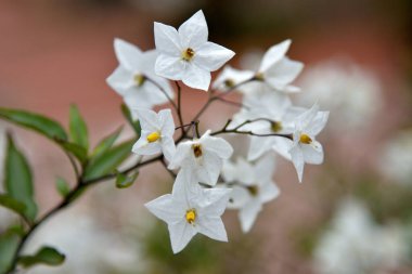 Beyaz ve sarı çiçekler