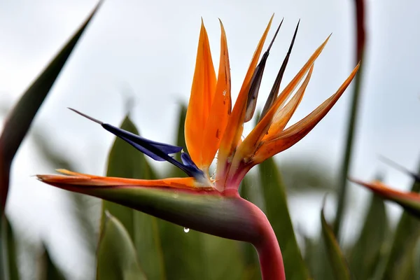 Kvetoucí Pták Ráje — Stock fotografie