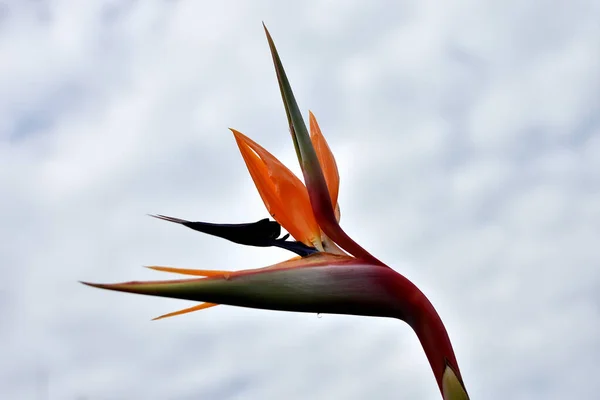 Inflorescence Bird Paradise — Stock Photo, Image