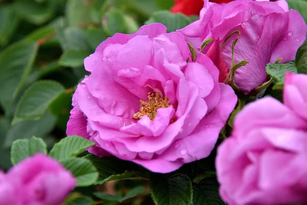 Rosa Púrpura Primavera Entre Las Hojas — Foto de Stock