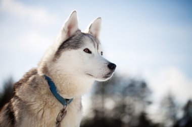 Husky harcama zaman açık havada