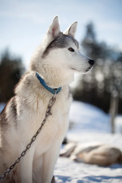 Husky витрачати час на відкритому повітрі — стокове фото